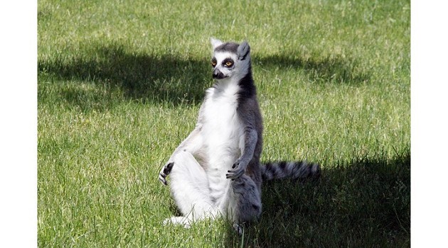 lemure che fa yoga :)