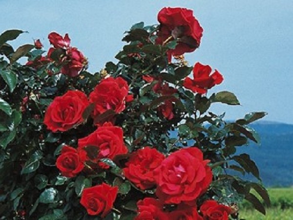 Festa delle Rose a Villa Rothschild