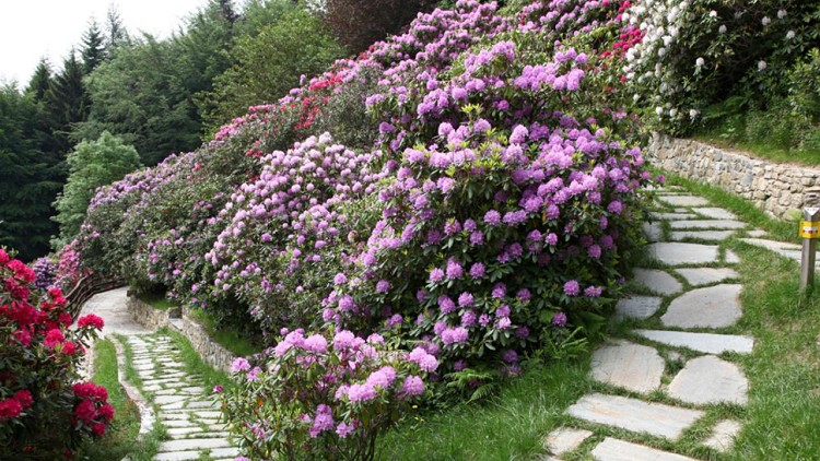 Trekking dei Rododendri tra Burcina e Oasi di Zegna