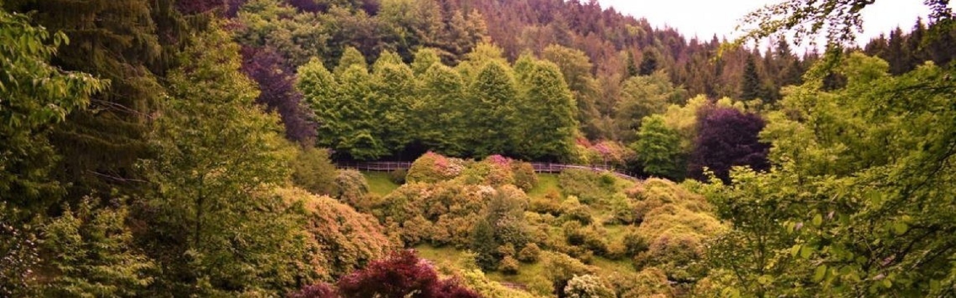 Trekking dei Rododendri tra Burcina e Oasi di Zegna