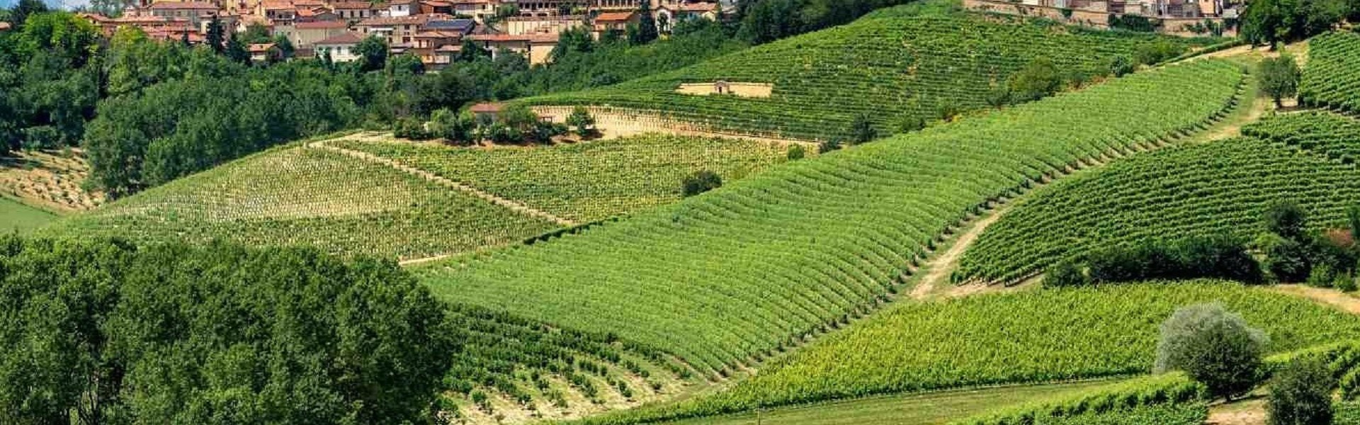 La Magia della Vendemmia: Pranzo Tipico e Pigiatura dell’Uva
