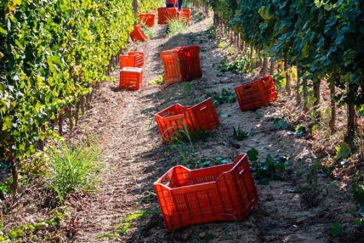 La Magia della Vendemmia: Pranzo Tipico e Pigiatura dell’Uva