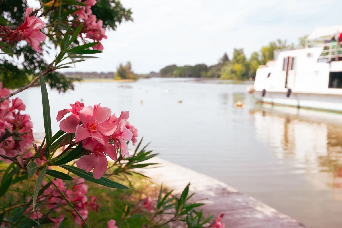 Magica Mantova: navigazione tra i fiori di loto