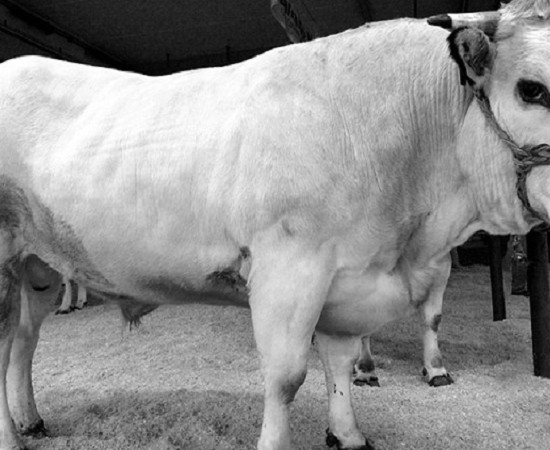 Fiera del Bue Grasso a Carru’