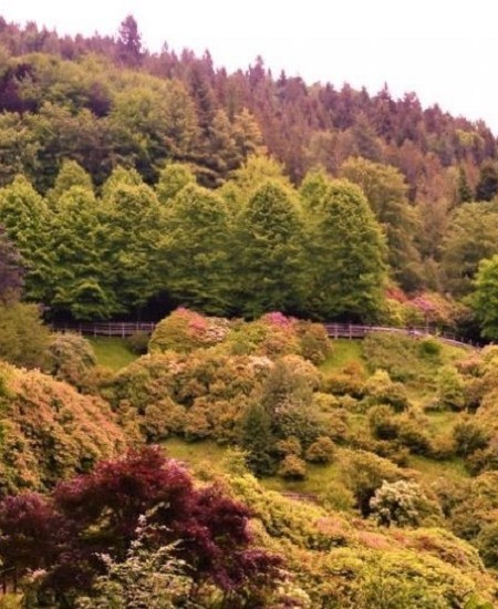 Trekking dei Rododendri tra Burcina e Oasi di Zegna