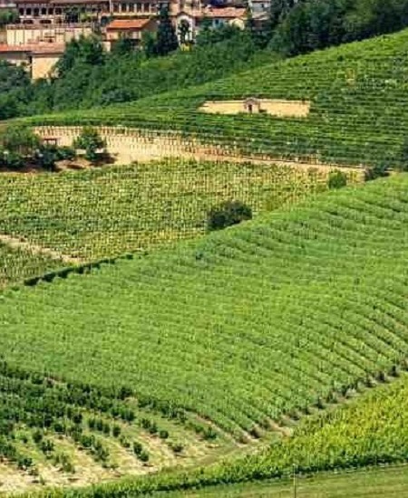 La Magia della Vendemmia: Pranzo Tipico e Pigiatura dell’Uva